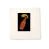 Organic Cotton Cushion Cover Thumbnail