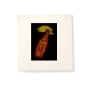 Organic Cotton Cushion Cover Thumbnail